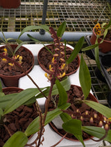 Bulbophyllum falcatum