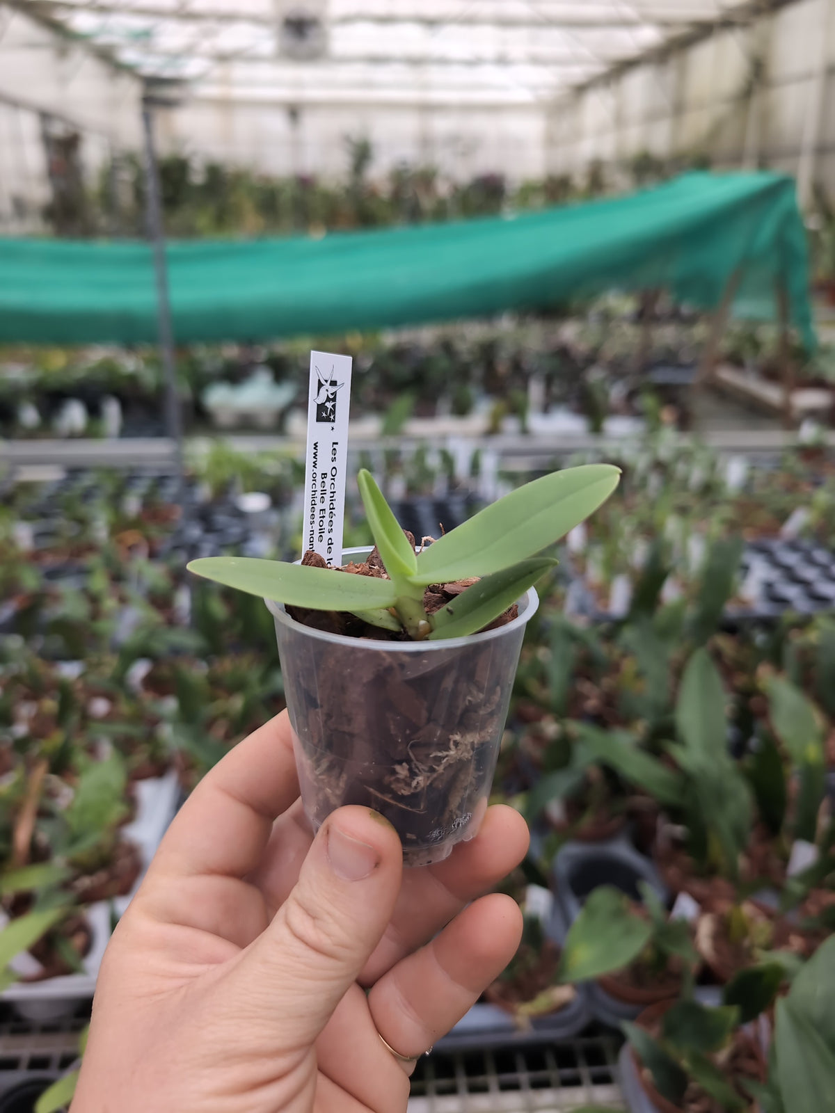 Aerangis cryptodon