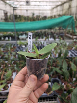 Aerangis cryptodon
