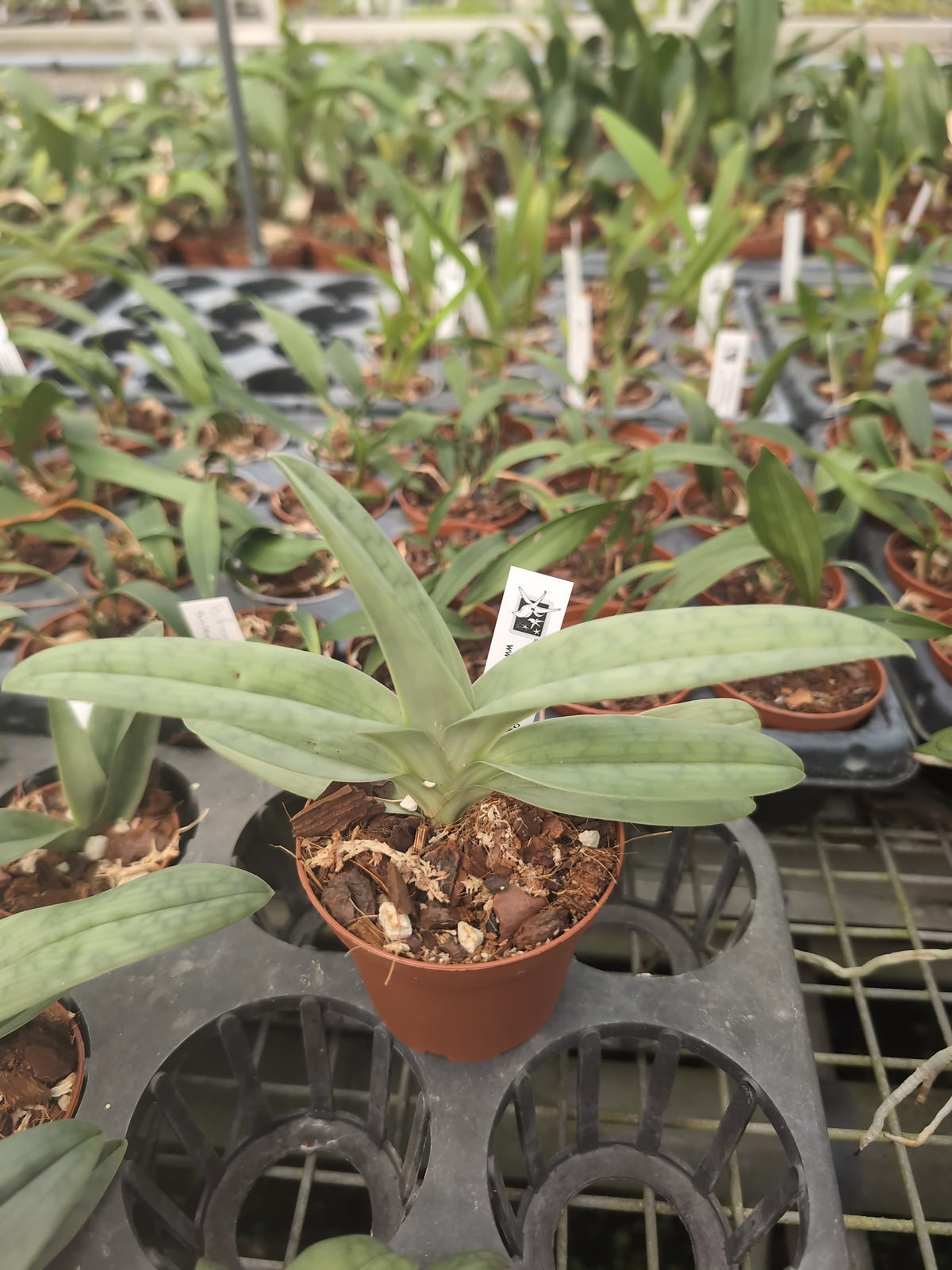 Paphiopedilum agusii