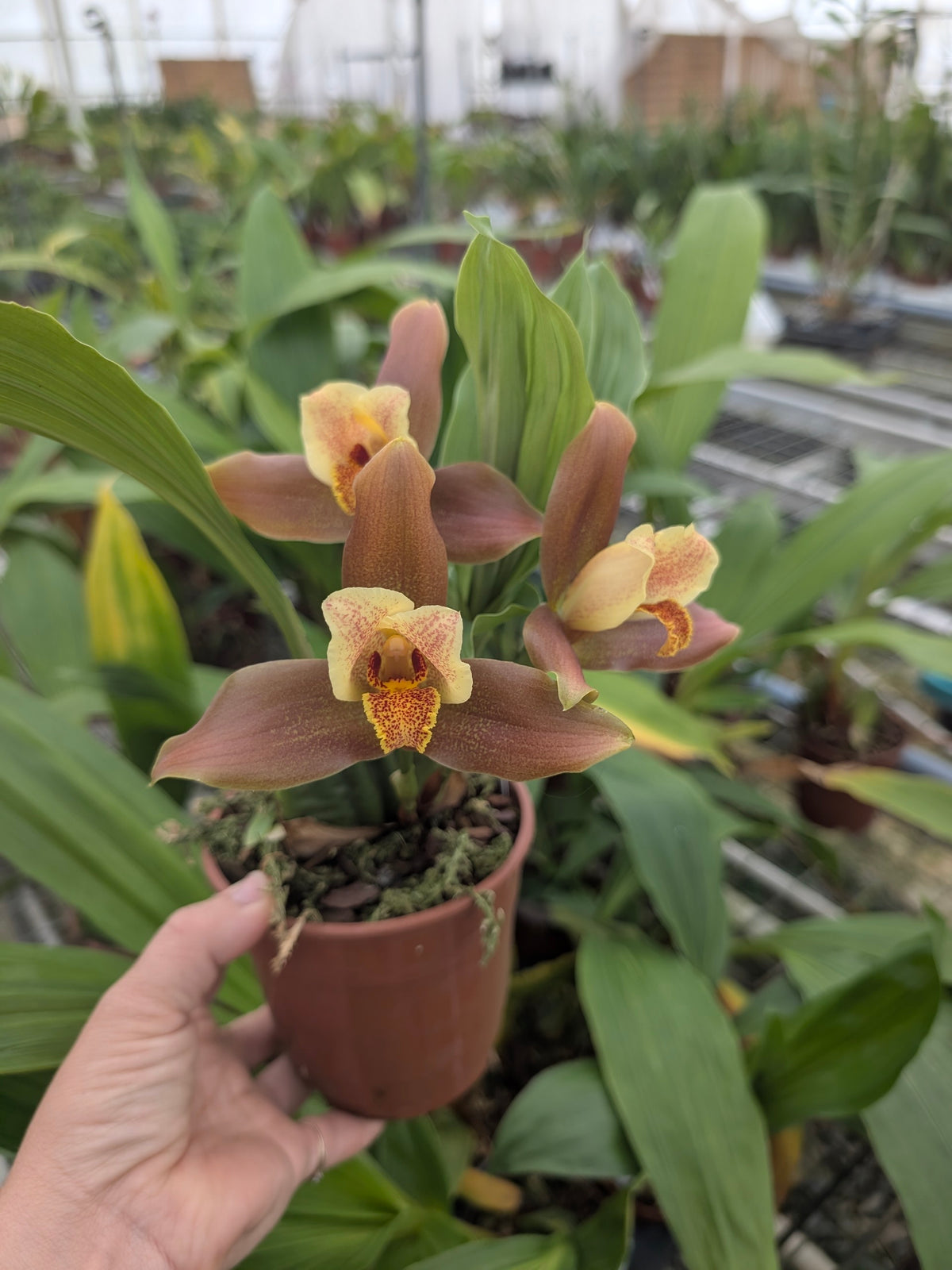 Lycaste Garfield