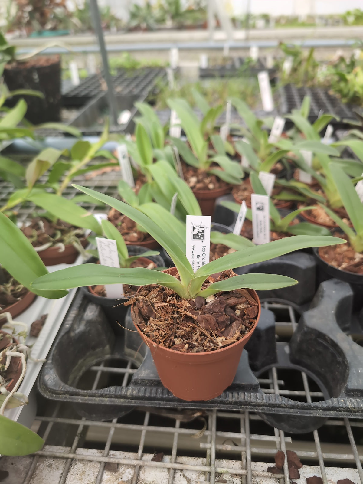 Paphiopedilum kolopakingii