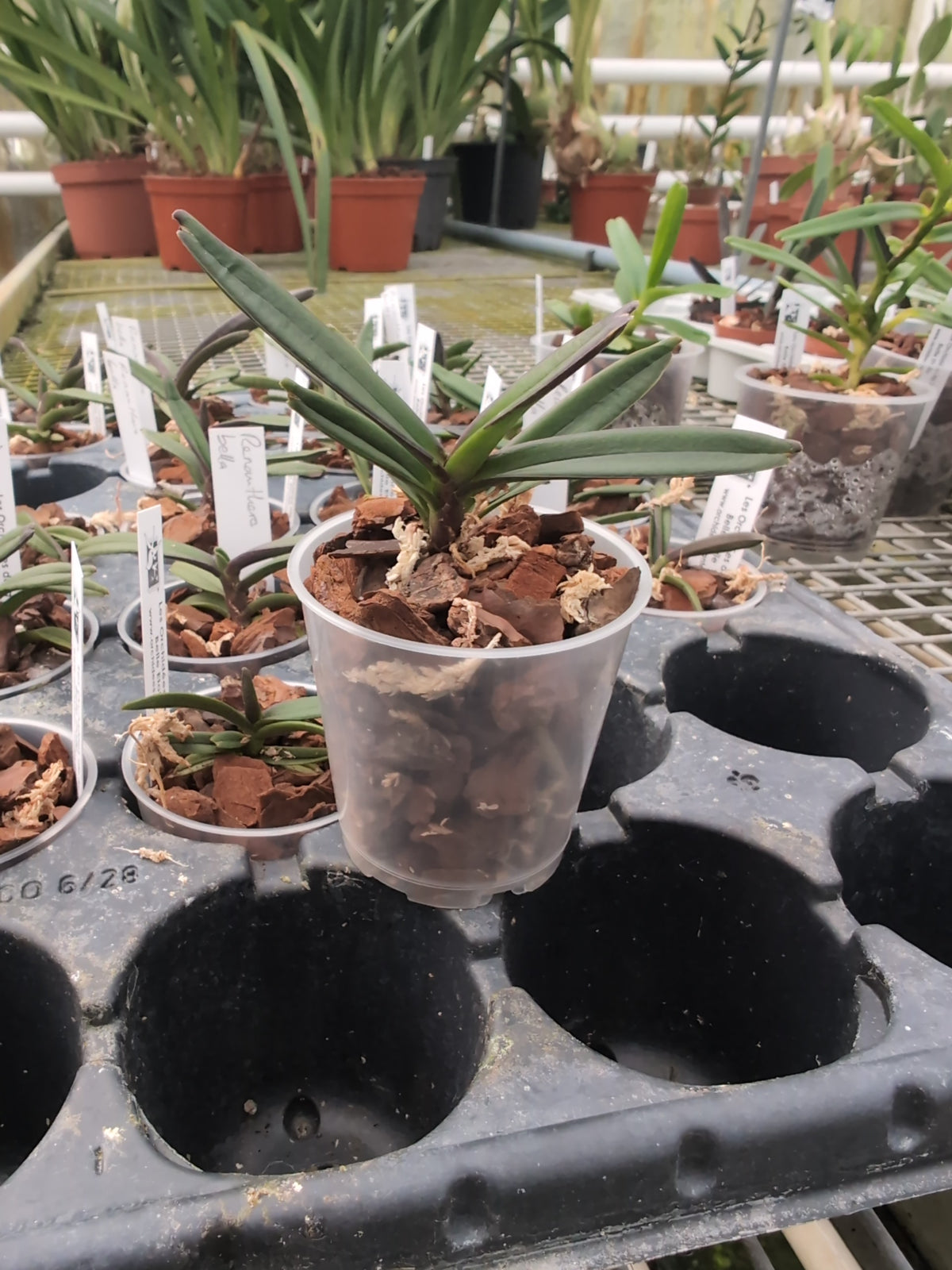 Renanthera bella