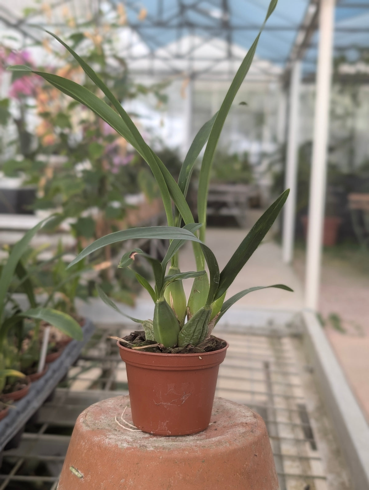Mexicoa ghiesbreghtiana