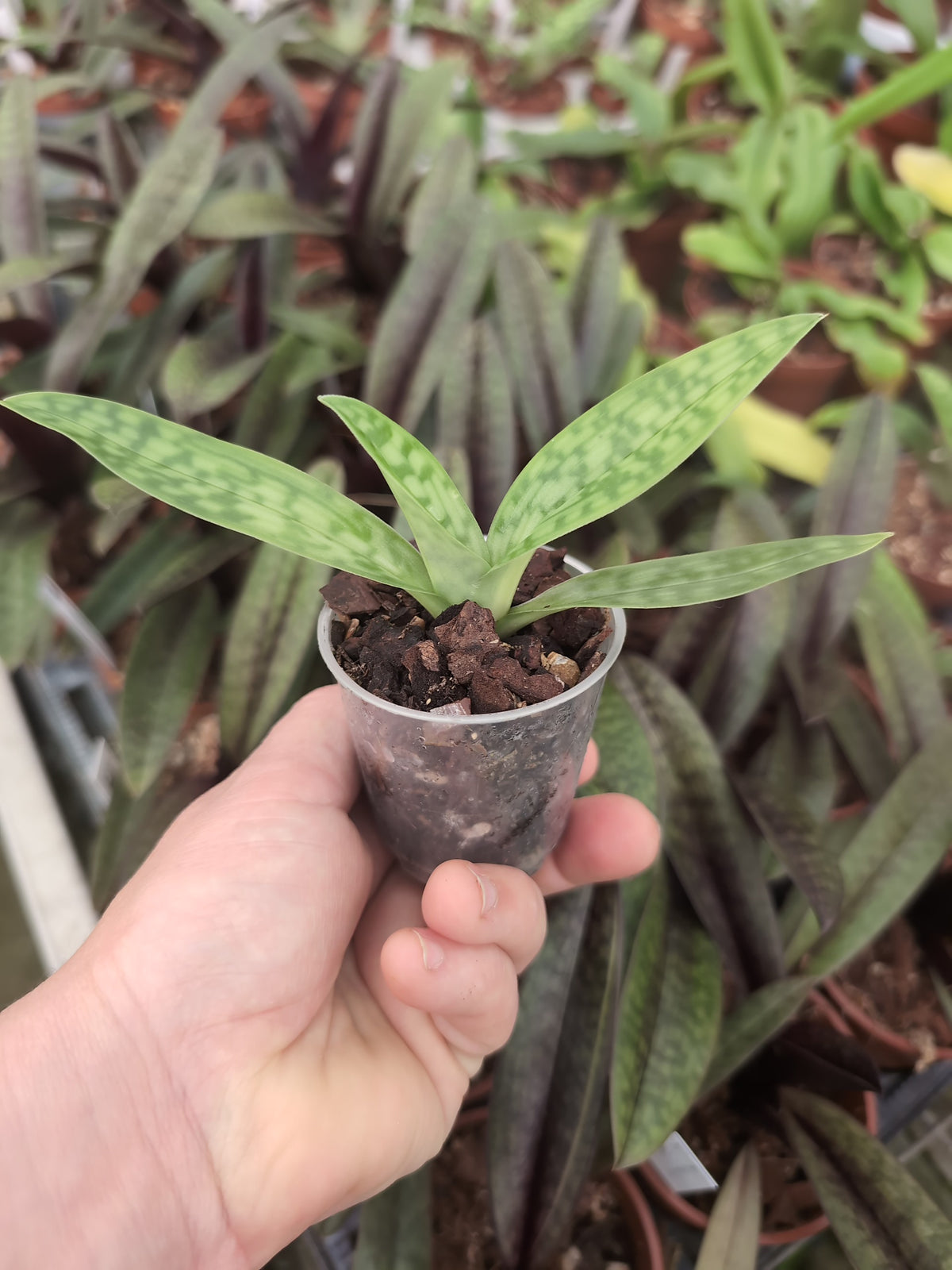 Paphiopedilum acmodontum