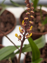 Bulbophyllum falcatum