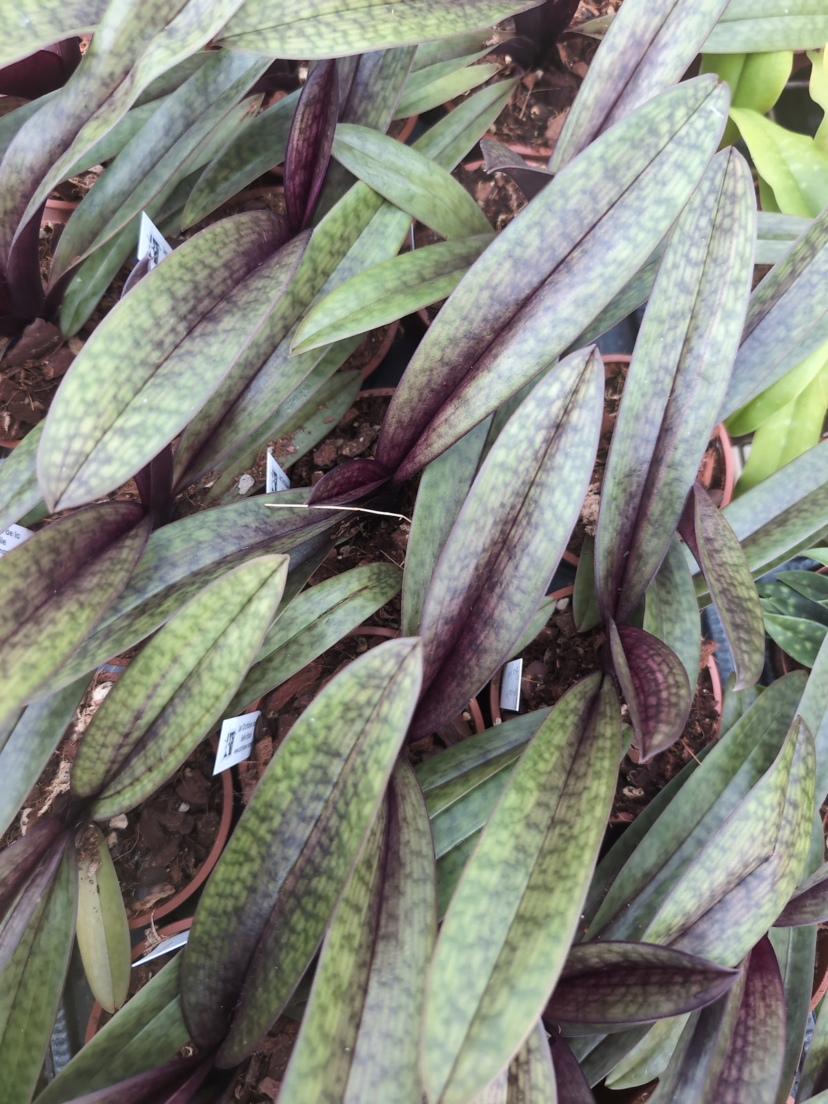 Paphiopedilum Black Jack
