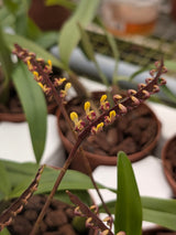 Bulbophyllum falcatum