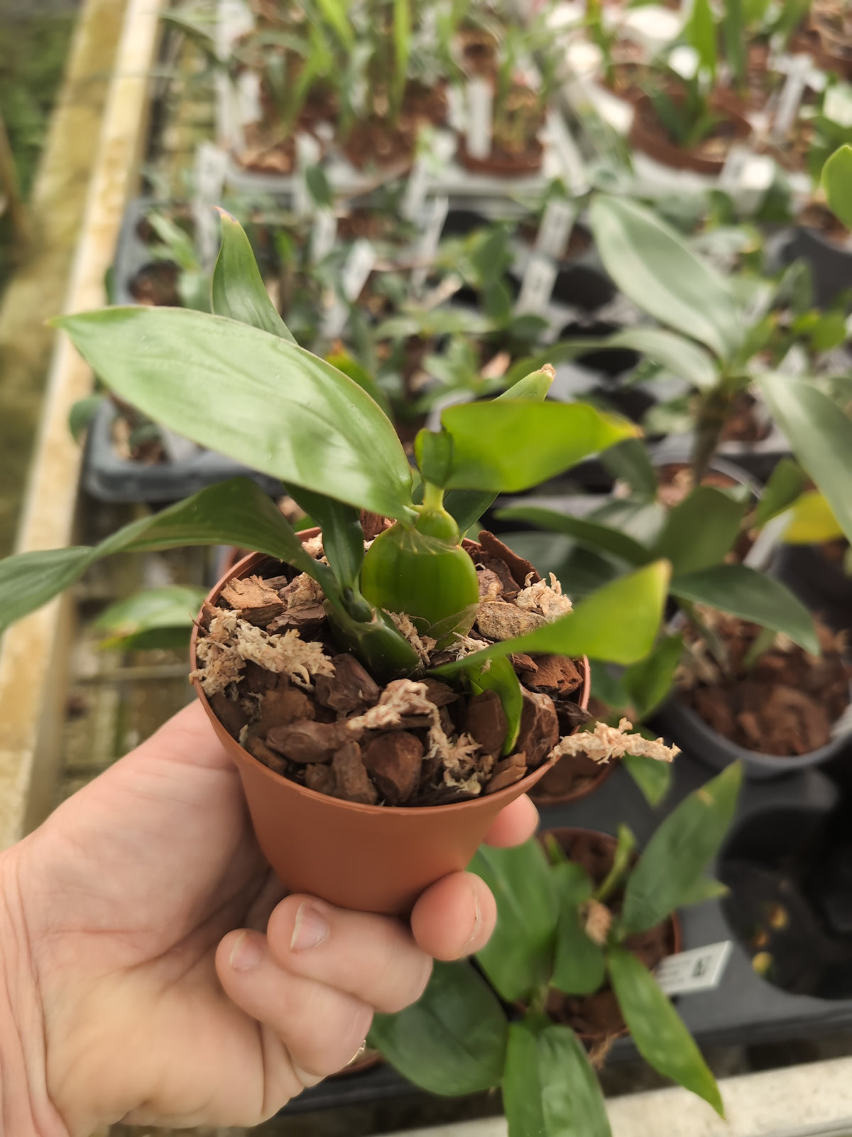 Dendrobium sulcatum