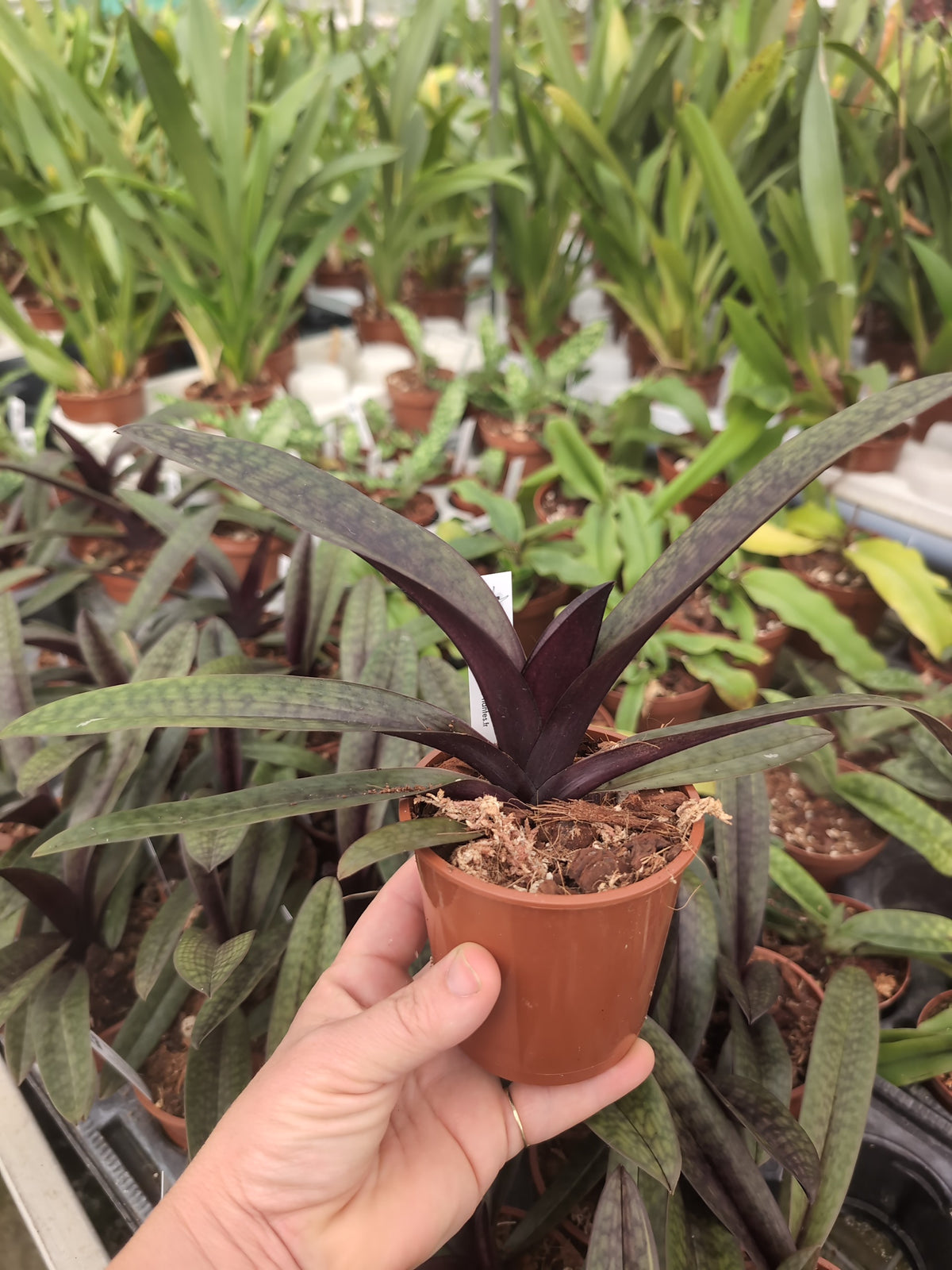 Paphiopedilum Black Jack