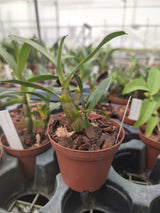 Dendrobium schrautii