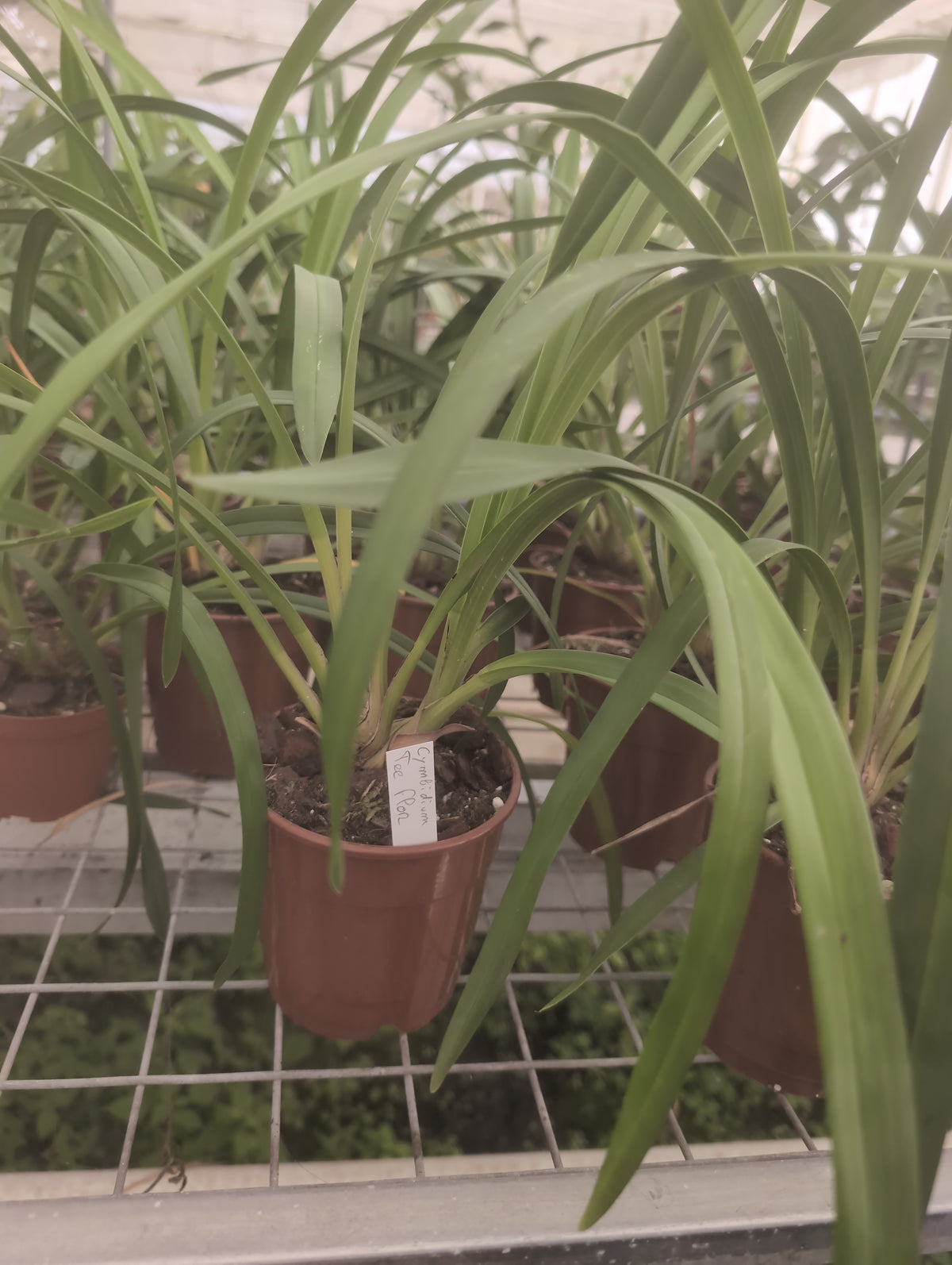 Cymbidium Tee Flor