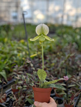 Paphiopedilum Maudiae alba