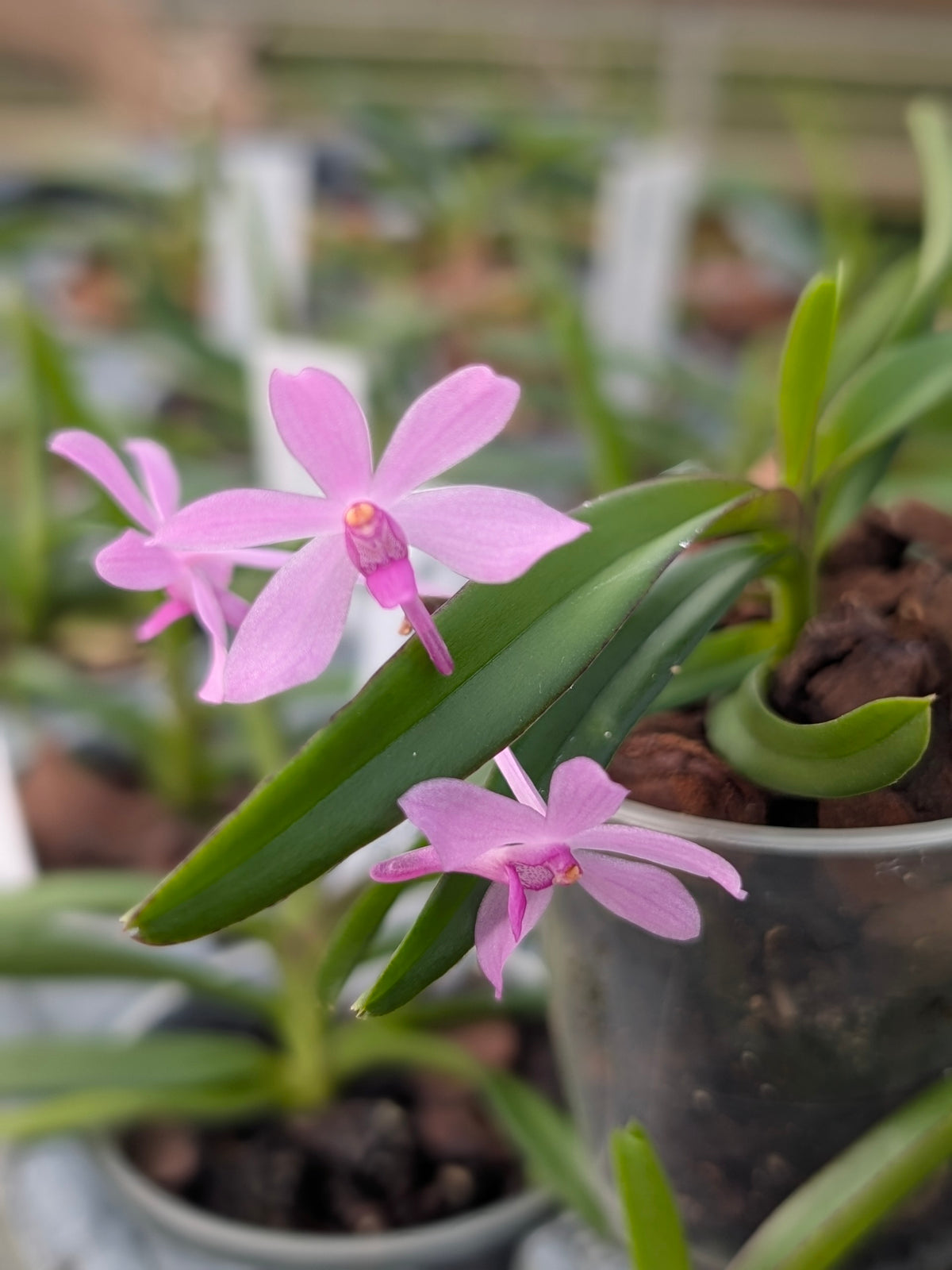 Vanda coerulescens x nana