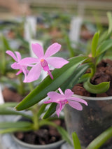 Vanda coerulescens x nana