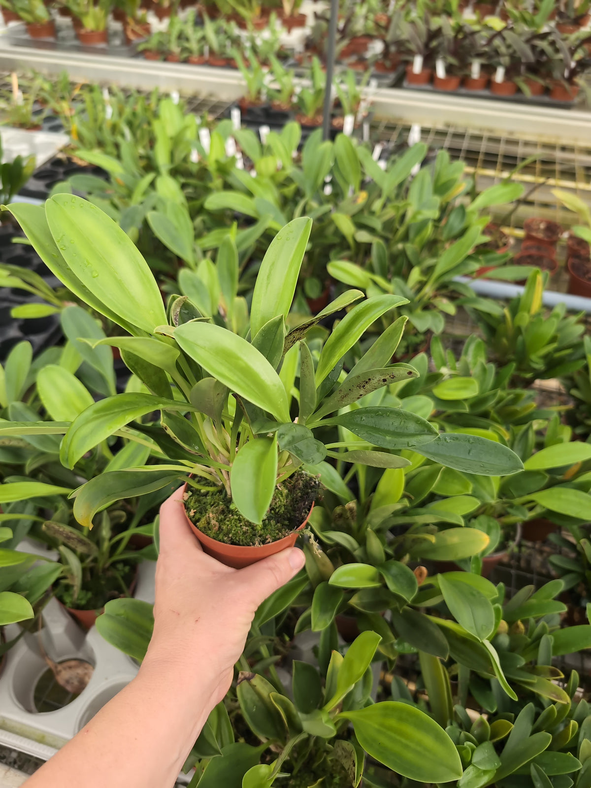 Masdevallia ova-avis