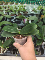 Phalaenopsis (Sedirea) japonica