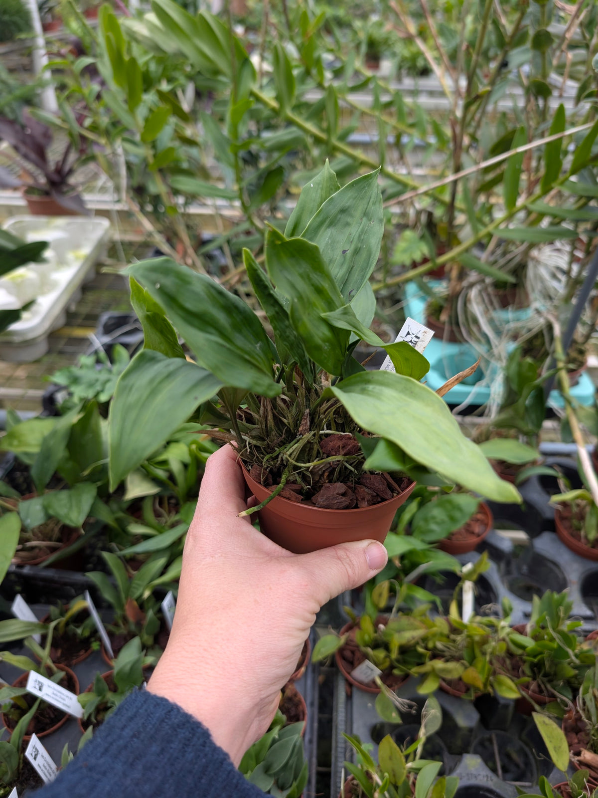 Stanhopea tigrina var. nigroviolacea