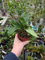 Stanhopea tigrina var. nigroviolacea