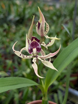 Prostechea Elfin (cochleata x prismatocarpa)