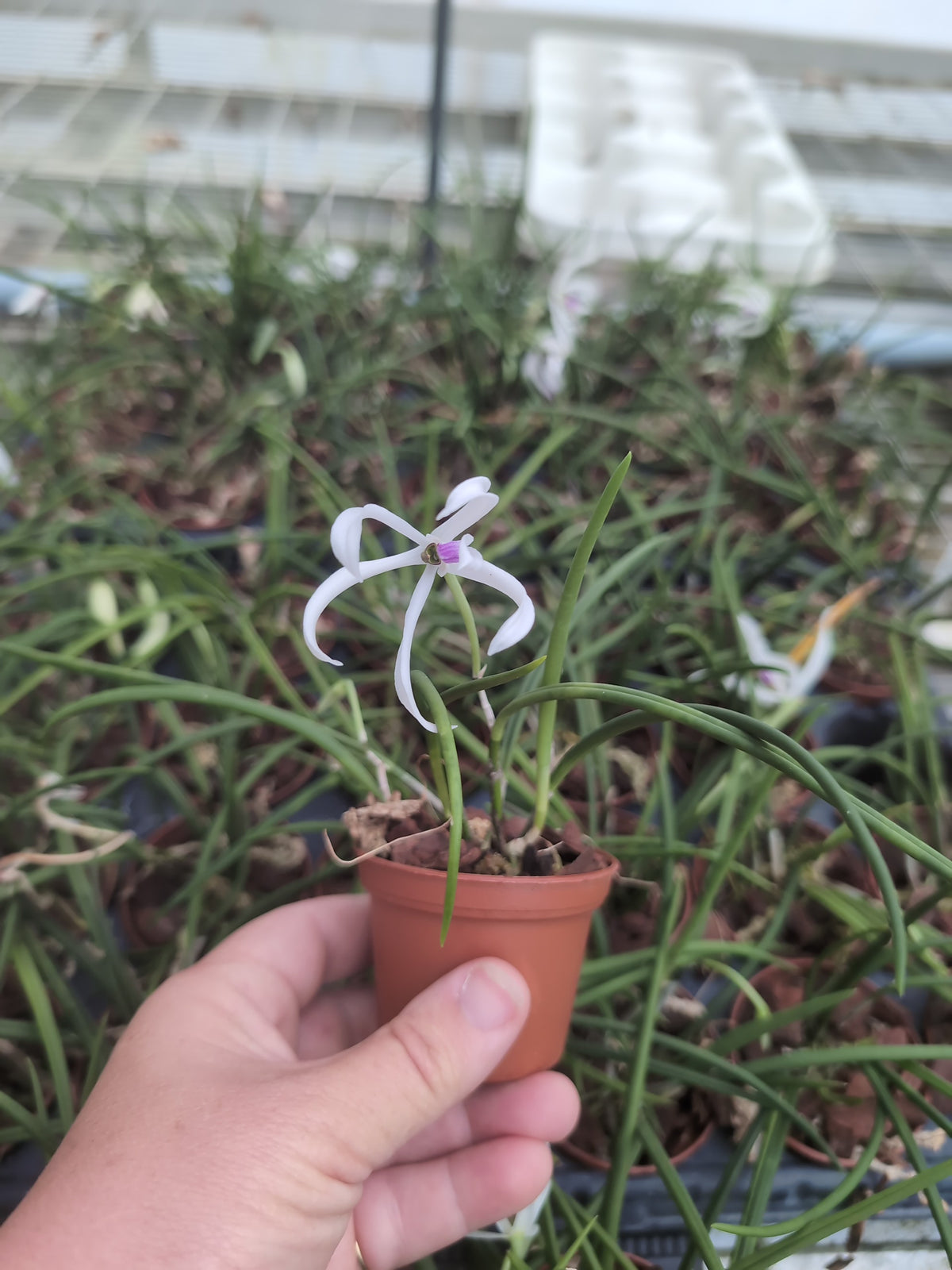 Leptotes bicolor var. majus