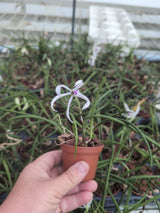 Leptotes bicolor var. majus